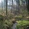 Habichtswald   April 2011
