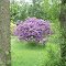 Rhododendron