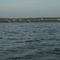 Zeehonden