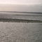 Seehunde vor Norderney