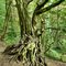 Baum beim Wikinger Dorf in Haithabu