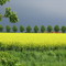 Allee in Wimmer Richtung Heithöfen