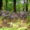 The Mending Wall, Robert Frost Farm
