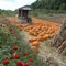 Sunnycrest Farm