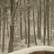 It's snowing in New Hampshire