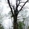 Big Old Tree