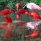 NaturZoo Rheine - Rode ibis - Scarlet Ibis - Roter Ibis - Eudocimus ruber