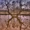 The X-Tree