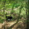Cuxhaven-Arensch - "Operation Backfire" 1945 - Raketentests mit der V2 im Wernerwald - Zugang zum gesprengten Beobachtungsbunker für 20 Personen (60 m im Unterholz vom Startplatz entfernt)
