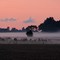 Altharlingersiel: Abendstimmung am  Werdumer Altengrodendeich