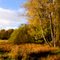 Wald und Wiese zwischen Rodau und Wiedau bei Rotenburg / Wümme