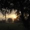 Sonne am Morgen