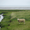 Föhr. Schaf im Oldsumer Vorland