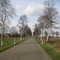 Drangstedt - Birkenallee zwischen Drangstedt und Hymendorf (Hymendorfer Straße)