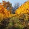 Finger Lakes Vineyard