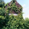 vine covered barn, Himrod NY (8-1-2006) 2