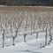 We are not dead - Just Sleeping, full of grapes in the fall - Our heritage, we grow grape vines, wherever possible...