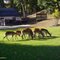 Zoo Lesna
