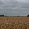 Cornfield under a cloudy sky
