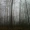 Clouds in the Woods