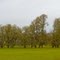 Moss Covered Trees in Pasture