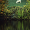 White Horse Reflections in Autumn - Canadensis, Pennsylvania - USA (Poconos)