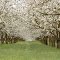 cherry orchard oregon 2005