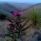 Devils Walking Cane in Wickid Bloom, Hancock Hill, Alpine, Texas