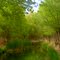 Burgess Spring Green