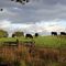 Cows Across from White Pines State Park