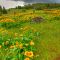 Hillside of Balsam Root Near Mosier Oregon