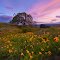 Oak Tree with Flowers  - The Dalles, Oregon
