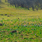 Close up of Purple Grass Widows Panoramic