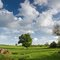 Trees and Clouds