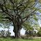 The giant Beech near the old church ruins, Moulton Lane Boughton..
