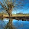 Willow at Great Alne