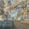 Hoar frost at Hidcote Boyce