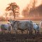 Whitebred Shorthorns, Weston Subedge