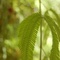 Hojas acacia en los jardínes de Port-Aventura