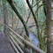 Wallace Falls Trail
