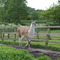 Is this a Llama