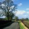 More Cheshire lanes (3): Rookery/Sheppenhall Lane near Barnett Brook