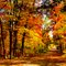 Fall Foliage
