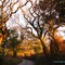 trees at sunset