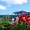 Spring in Alaska