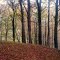 Can't see the wood for the trees