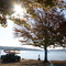 Beaver lake