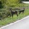 2009_10-18_Beaver Lake Arkansas_P1090451_Curious Deer