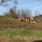 Work horses near Blain Pa