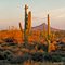 Saguaro in Scottsdale
